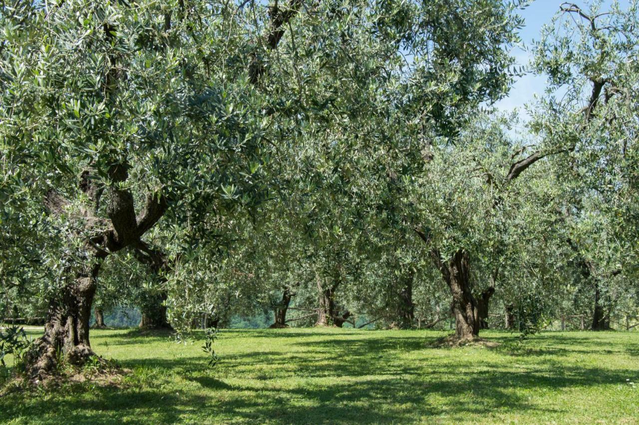 Agriturismo Podere La Casa Palaia Esterno foto